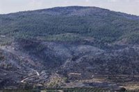Bernabé dice que el fuego de Tuéjar se inició en una parcela agrícola y apunta al "factor humano"