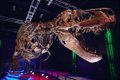 Un análisis dental revela que el T. rex era de sangre caliente