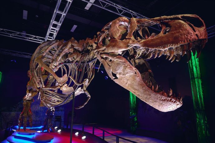 Archivo - 26 June 2024, Australia, Melbourne: A Tyrannosaurus rex fossil is seen on display during a media call at Melbourne Museum in Melbourne. Photo: Eugene Hyland/AAP/dpa