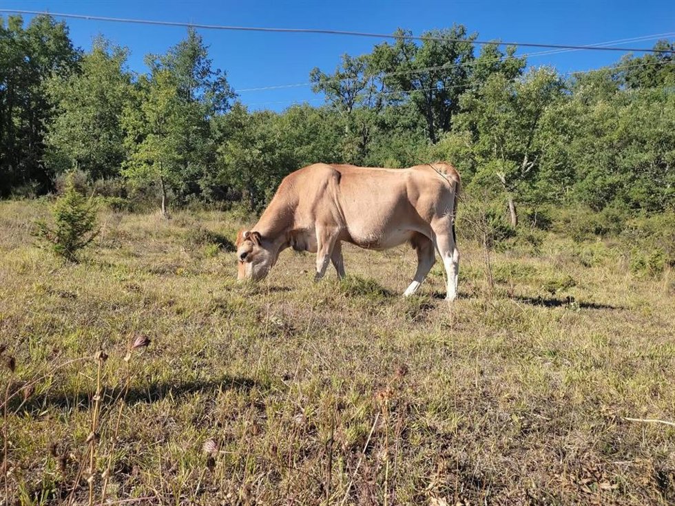 Una vaca pastando