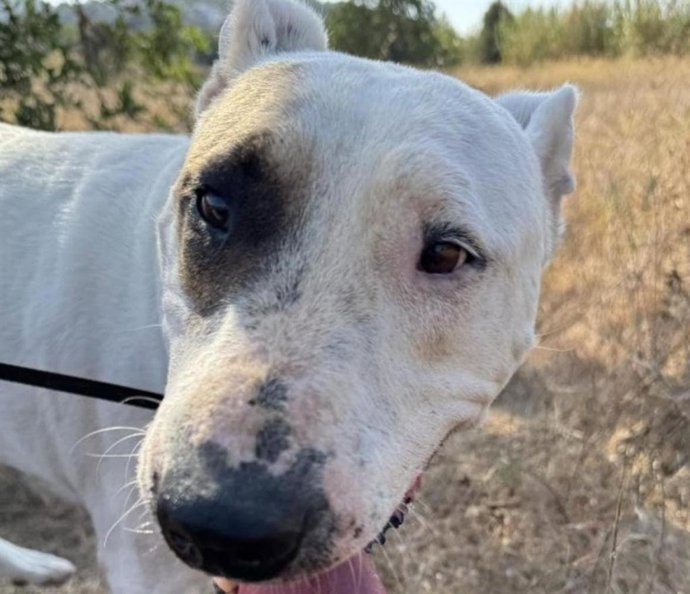 Abren en Eivissa dos expedientes sancionadores por abandono animal con multas de 10.001 euros.