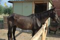 El Seprona investiga a un varón por el abandono de un caballo en estado de extrema desnutrición en Lagunilla del Jubera