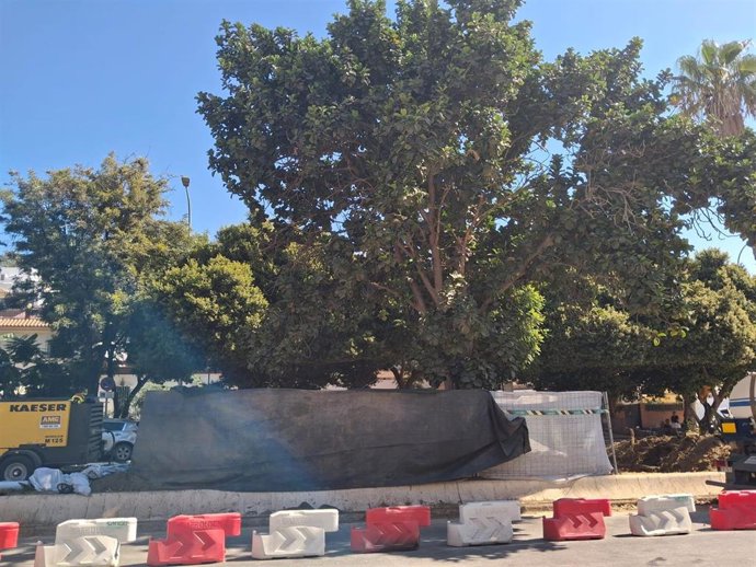 Trasplantarán un ficus singular con motivo de las obras del tercer tramo de la prolongación del metro de Málaga.