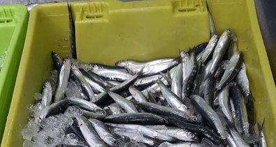Pesca Galicia