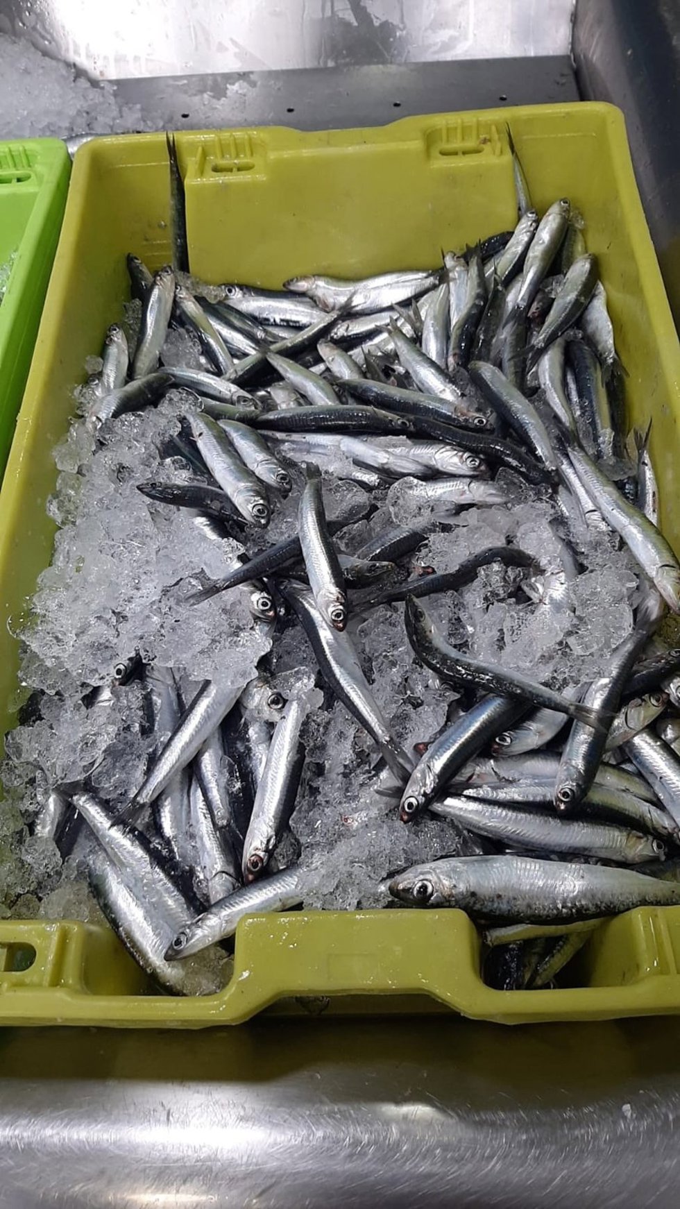 Archivo - Primeros bocartes capturados en la pesquería de la anchoa