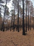 SEO/BirdLife pide que la reconstrucción tras los incendios en Castilla y León atienda a criterios ambientales