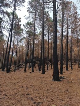 SEO/BirdLife pide que la reconstrucción tras los incendios en Castilla y León atienda a criterios ambientales.