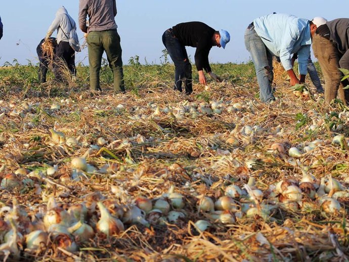 Archivo - Imagen de archivo de agricultores.