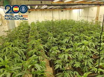La Policía Nacional ha desmantelado una plantación de marihuana instalada en un complejo hostelero abandonado donde se han incautado de cerca de 1.400 plantas de marihuana y se ha destapado el mayor fraude eléctrico jamás hallado en una sola plantación.