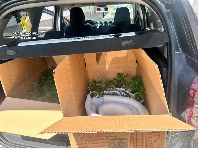Plantas de marihuana intervenidas en un coche en San Roque.