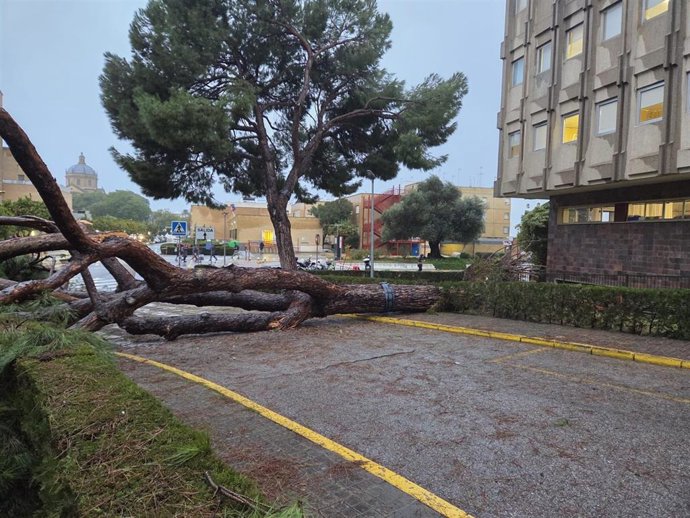 Imagen de archivo de un árbol caído durante el pasado temporal.