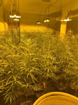 Plantación de marihuana en una vivienda del barrio almeriense de Los Almendros.