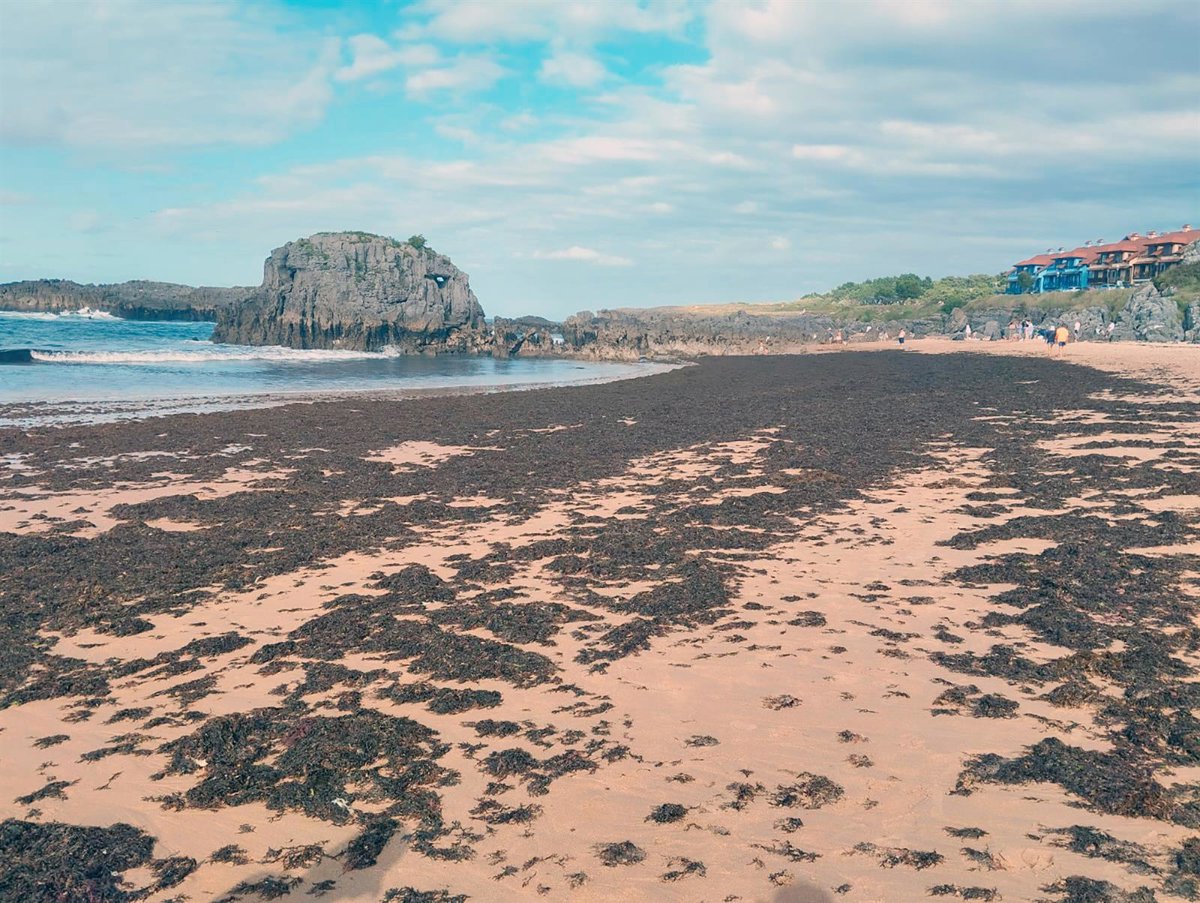 La Mesa Regional frente al alga asiática constata su expansión en la costa oriental de Cantabria