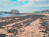 Foto: La Mesa Regional frente al alga asiática constata su expansión en la costa oriental de Cantabria