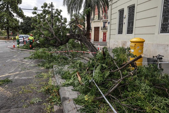 Un árbol caído en la calle de Valencia debido a las fuertes lluvias de la pasada noche, a 17 de septiembre de 2026, en Valencia, Comunidad Valenciana (España). 