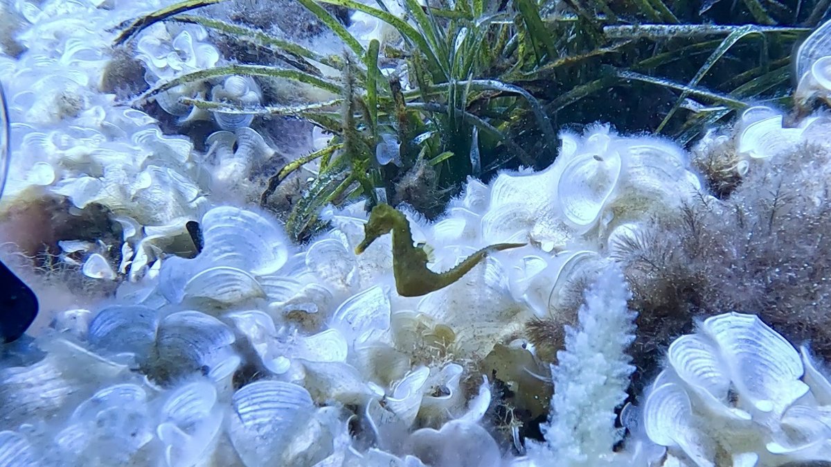 El proyecto  Caballitos de mar Baleares  de Banca March y Fundación Palma Aquarium introduce más de 1.500 ejemplares