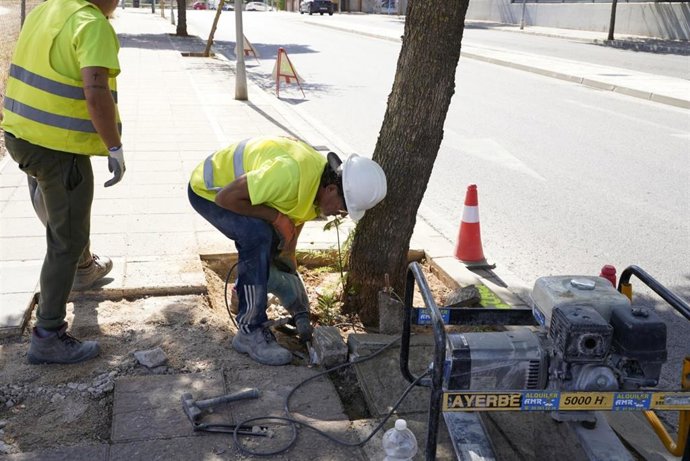 Servicio de renovación de alcorques en Mairena (Sevilla)