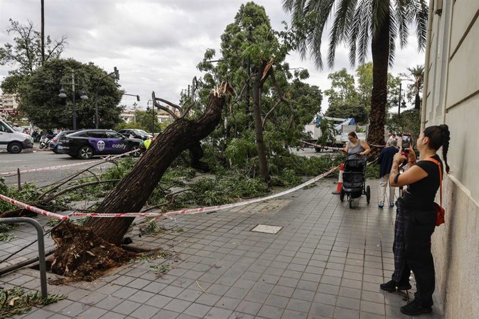 Un árbol caído en la calle de València debido a las fuertes lluvias. 
