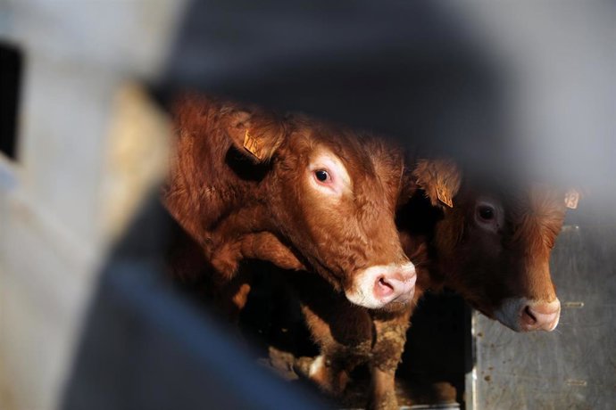 Archivo - Dos vacas en la explotación ganadera 