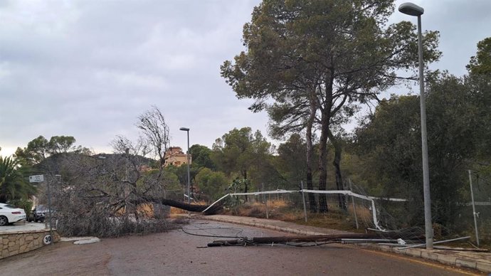 Archivo - Un árbol caído a causa del temporal, en una foto de archivo.