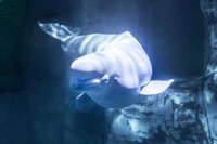 Muere de forma repentina en el Oceanogràfic una de las belugas rescatadas de Canadá