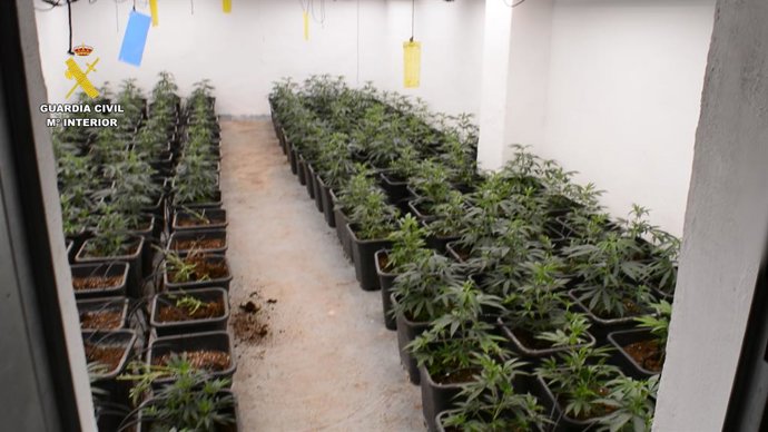 Desmantellen una plantació de marihuana a Oliva, confisquen 17 quilos i detenen a una persona