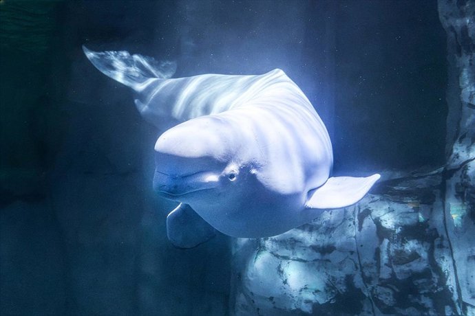 Mor de forma sobtada en l'Oceanogràfic una de les belugues rescatades de Canadà