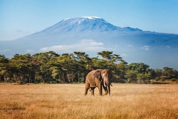 Archivo - An elephant emerges from the jungle with Mount Kilimanjaro in the background.
