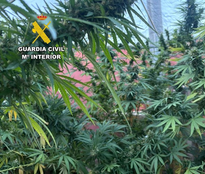 Plantación de marihuana desmantelada