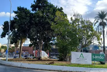 Imagen del operativo del trasplante, traslado y plantación del ficus singular ubicado en la mediana de la avenida Arroyo de los Ángeles, en Málaga capital.