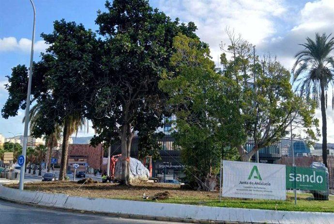Imagen del operativo del trasplante, traslado y plantación del ficus singular ubicado en la mediana de la avenida Arroyo de los Ángeles, en Málaga capital.