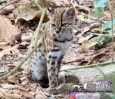 Foto: Bolivia.- Descubren en Bolivia una nueva especie de gato, el tilcayo, la primera descrita en más de 100 años