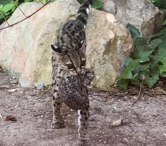Margay