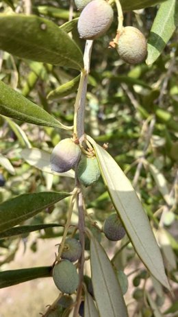 Imatge de recurs d'unes olives