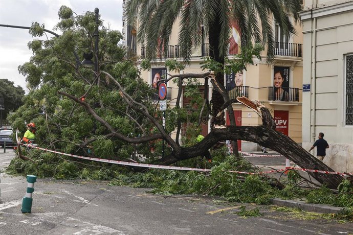 Un arbre caigut en el carrer de València a causa de les fortes pluges. 