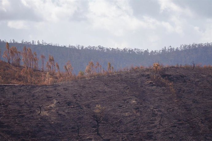Entorno desolado por el incendio de Niebla en El Berrocal. 