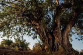 Foto: Un juzgado de Palma admite las alegaciones de Camp Mallorquí y paraliza la adjudicación de Carob a Promorent