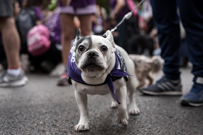 Archivo - Corredores con sus mascotas participan en el Perrotón Madrid 2025, a 19 de octubre de 2025, en Madrid (España). 