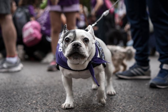 Archivo - Corredores con sus mascotas participan en el Perrotón Madrid 2025, a 19 de octubre de 2025, en Madrid (España). La Perrotón es una carrera solidaria que tiene como objetivo concienciar sobre la adopción y tenencia responsable de animales de comp