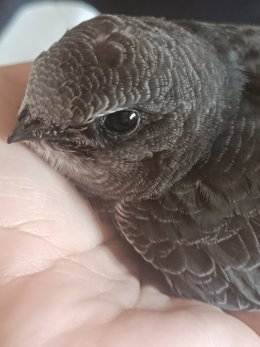 Una de las aves atendidas en Andújar en la campaña de socorro estival.