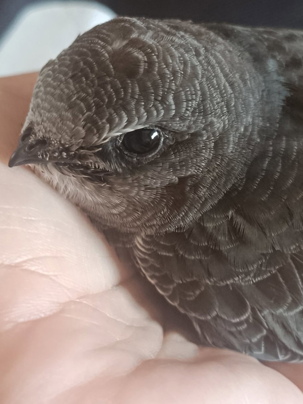 Una de las aves atendidas en Andújar en la campaña de socorro estival.