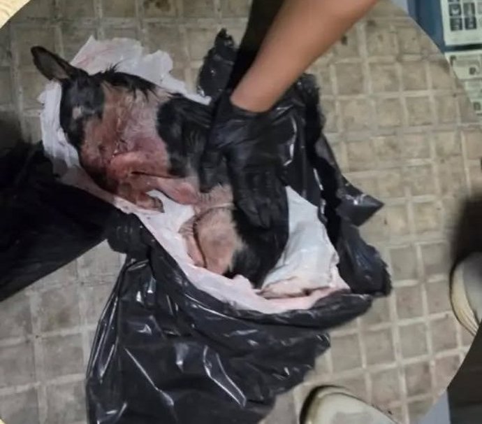 Encuentran una perrita con las patas rotas y con signos de asfixia en un contenedor en Inca.