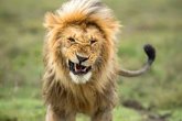 Foto: Tanzania.- Investigan la muerte por envenenamiento de diez leones en Tanzania