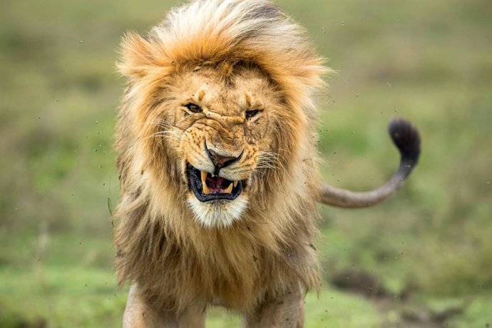 Un león en el parque natural de Ngorongoro, en Tanzania