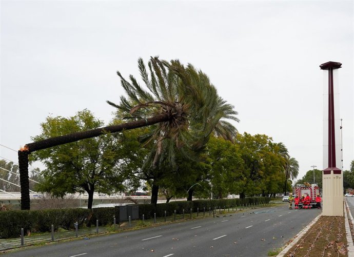 Archivo - Fuerte viento en Sevilla.