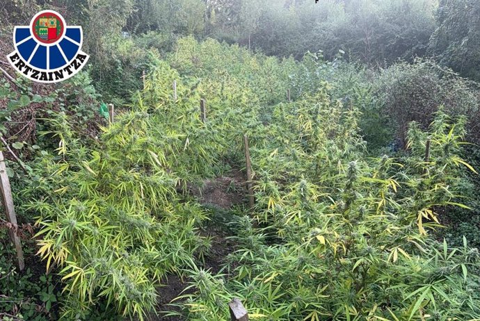 Plantación de marihuana en Aretxabaleta.