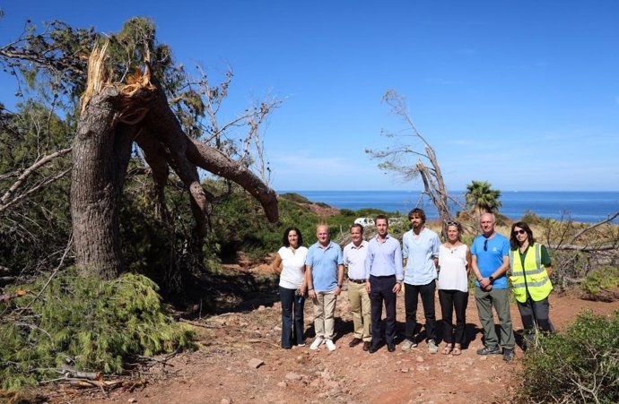 El Consell de Mallorca inicia la retirada de la masa forestal afectada por el temporal en el Port des Canonge