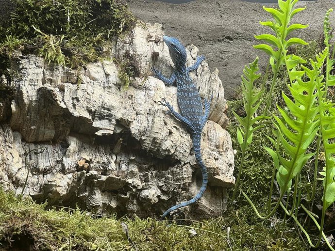 Varano azul en Cabárceno.