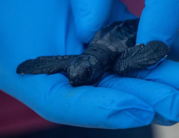 Cría de tortuga atendida por el servicio de recuperación de la fauna silvestre del Cofib.