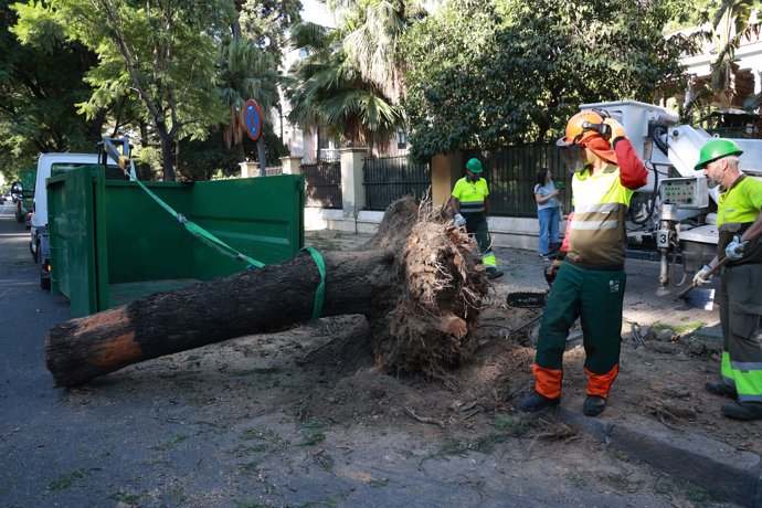 Operarios de Parques y Jardines retirando un árbol caído en la Avenida María Luisa